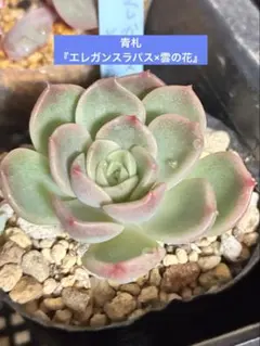 2025年最新】エレガンス 多肉の人気アイテム - メルカリ