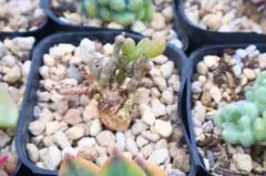 し*も様 チレコドン・群卵のサムネイル