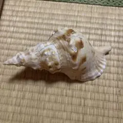 法螺貝 25.5cm 323g - メルカリ