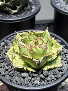 2026年最新】蚩尤 アガベの人気アイテム - メルカリ