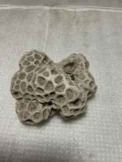 珊瑚礁 キクメイシ化石 - メルカリ