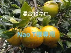 Nao T様専用 たんかん混合10キロ♪