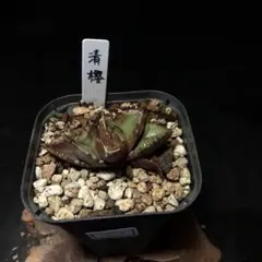 lily様 リクエスト 3点 まとめ商品