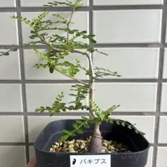 モリンガ ドロウハルディ スーパーフード 奇跡の樹 農家直送 - メルカリ