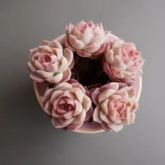 現品❣️多肉植物 5株セット ピンク系 可愛い多肉 抜き苗
