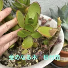 ゆり様 リクエスト 5点 まとめ商品