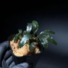 Bucephalandra sp Silver gray - メルカリ