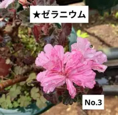 ゼラニウム　抜き苗　1苗 NO.3のサムネイル