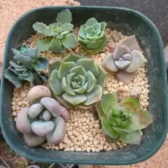 多肉植物　7種類セット　名無し