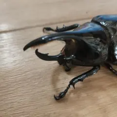 ネプチューンオオカブト標本 ヘラクレス ビートル 標本 2026年最新