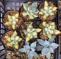 専用　愛知様　速達　❤️断捨離中❤️アガベ　3株セット　抜き苗