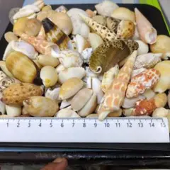 貝殻No821