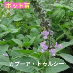 (ホーリーバジル)カプーア・トゥルシー苗のサムネイル