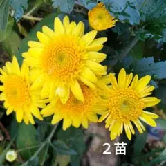 黄色スプレー咲き 小菊 元気な冬至芽 - メルカリ