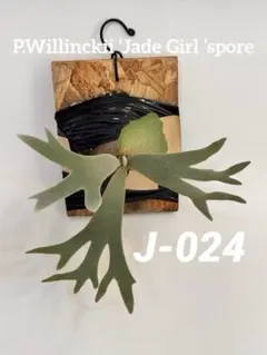 ◆ P.Willinckii ‘Jade Girl ’spore（J-024）のサムネイル