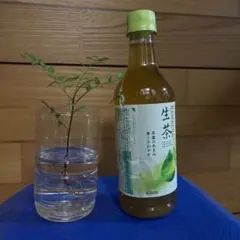 山椒の苗 ①