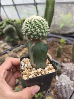 국화 접목