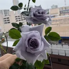 れぢ♡あーる様 リクエスト 2点 まとめ商品