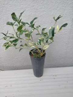 2年生 フィンガーライム接木苗／ムーンドロップス 樹高80cm 現品撮影