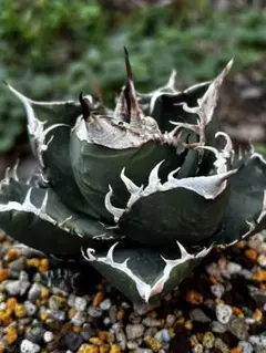 2026年最新】観葉植物の人気アイテム - メルカリ