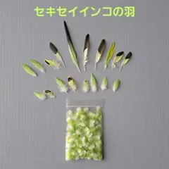 セキセイインコの羽　 緑色と黄色