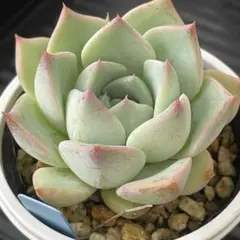 多肉植物 シムランスブスタマンテ×コロラータアテマハック 抜き苗