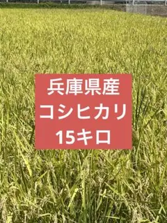 兵庫県産　コシヒカリ　15キロのサムネイル