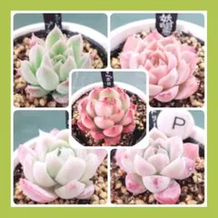 2026年最新】多肉植物エケベリア寄せ植えセット多肉弁当の人気アイテム