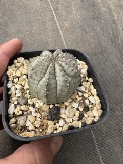 2025年最新】ユーフォルビア スノーフレークの人気アイテム - メルカリ