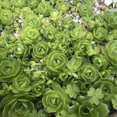 多肉植物 玄海岩蓮華抜き苗 - メルカリ