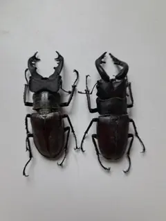マンディブラリスフタマタクワガタ ギラファノコギリクワガタ 標本