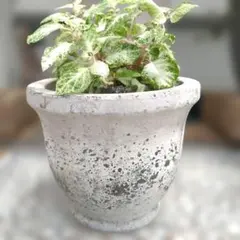 2026年最新】シャビーシック 植木鉢の人気アイテム - メルカリ
