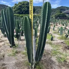 越冬済み　柱サボテン 10頭発根　サボテンブランチ　メキシカン　チカーノ 越冬済み 柱サボテン 鬼面角 10頭発根 サボテンブランチ