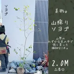 2026年最新】アオダモ 山採りの人気アイテム - メルカリ