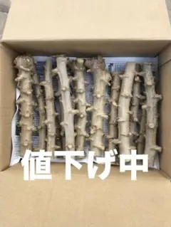 v36出品◆キャッサバ「ゴールドSS」「ゴールデン」2種◆挿し木枝/60箱 2026年最新】キャッサバ黄色種の人気アイテム - メルカリ