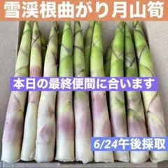 ❤️毎年大人気❣️ 天然 月山筍 箱込み約1キロ 細め 根曲がり竹 姫竹 山菜731のサムネイル