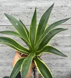 48×30cベネズエラAgave desmettiana f.variegata - メルカリ