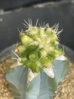 2025年最新】エキノカクタスの人気アイテム - メルカリ