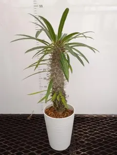 ブン様 リクエスト 2点 まとめ商品