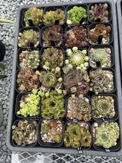 ななはち様　専用ページ