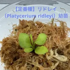 【定番種】リドレイ（Platycerium ridleyi）幼苗のサムネイル