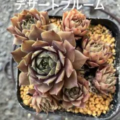 多肉植物 センペルビウム tectorum Rubrum PH902 - メルカリ