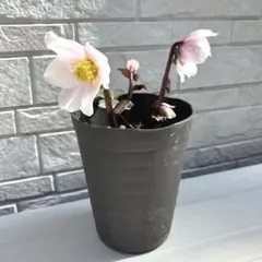 2026年最新】広瀬園芸の人気アイテム - メルカリ