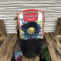 2025年最新】クリスマスローズ ブラックの人気アイテム - メルカリ