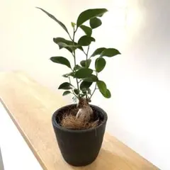 ルドルフ様 リクエスト 4点 まとめ商品