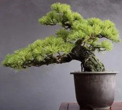 五葉松 盆栽 直幹 大品 - メルカリ