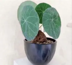 M-187塊根植物ステファニア カウィーサキー