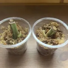 ささ様ご検討中 2種セット ウィリンキー イエロームーンドワーフトトロ