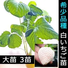 4苗 希少白いちご苗 白イチゴ苗 植物工場 根付き苗 土耕栽培