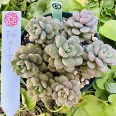 ✾⑤桜のしずく　抜き苗　めでるさん苗　多肉植物